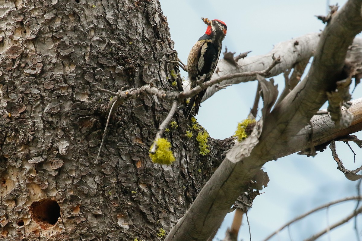 Red-naped Sapsucker - Dan Ellison