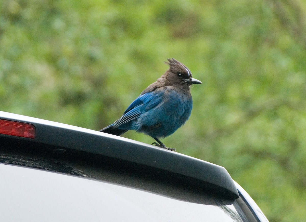 Steller's Jay - Dennis Endicott