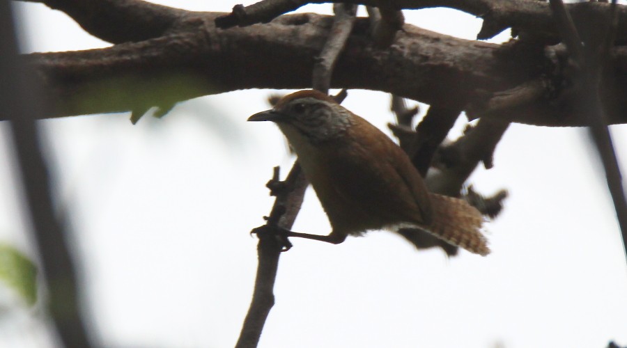 Happy Wren - ML107222171