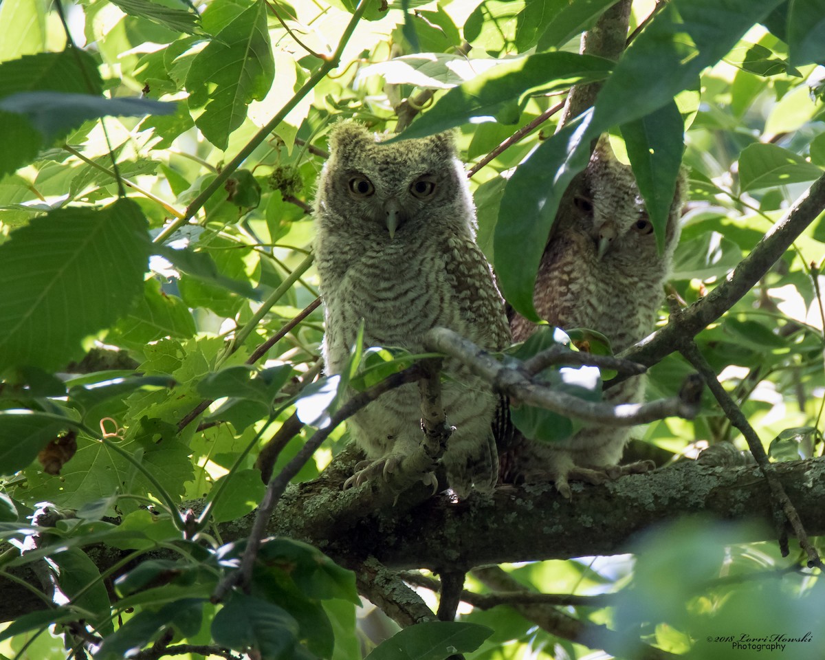 Eastern Screech-Owl - ML107222801