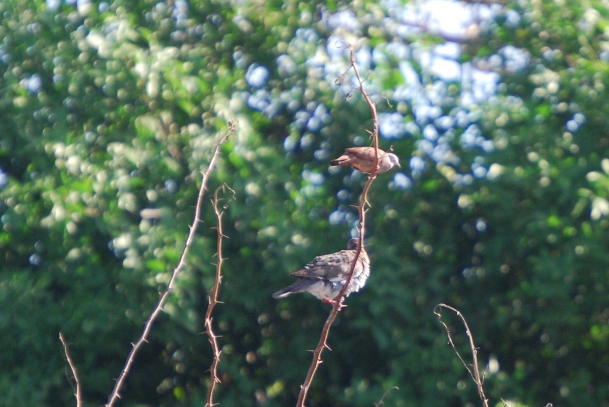 Ruddy Ground Dove - ML107223651