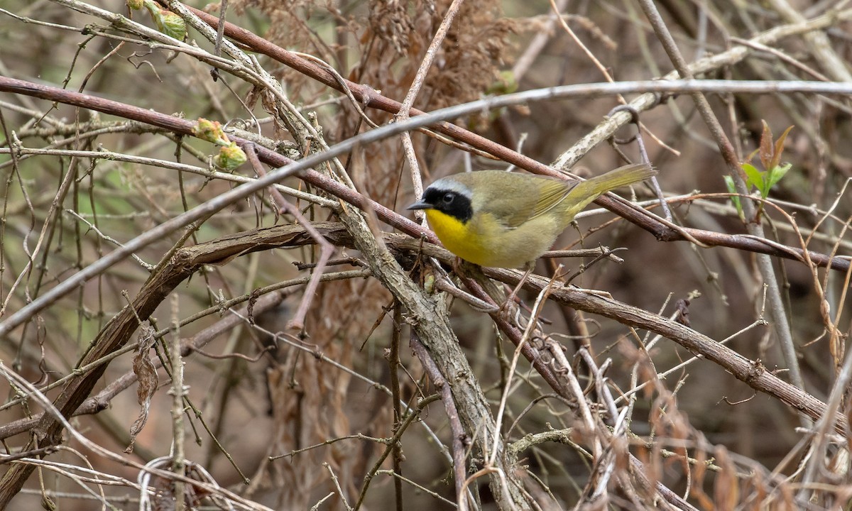 Paruline masquée - ML107225051