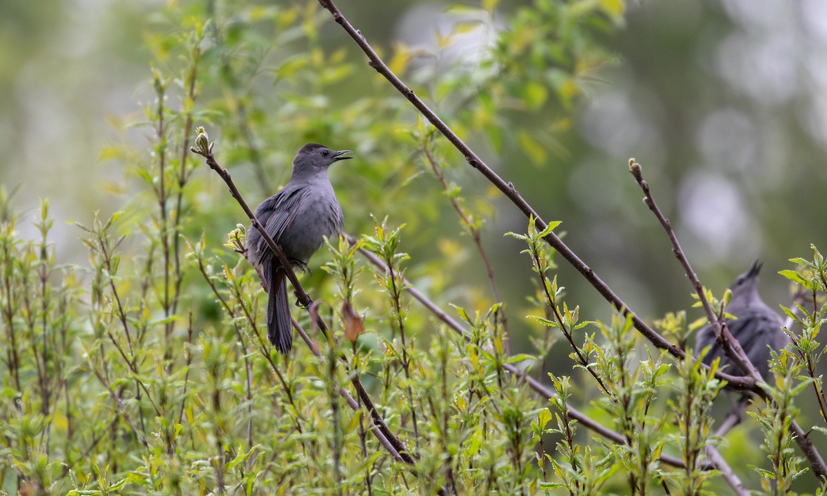 Gray Catbird - ML107225131