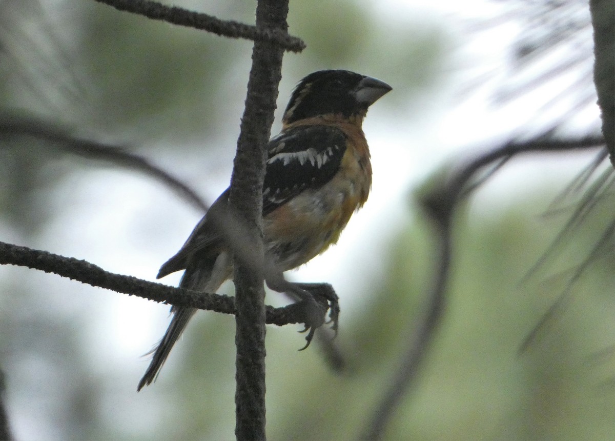 Black-headed Grosbeak - ML107226201