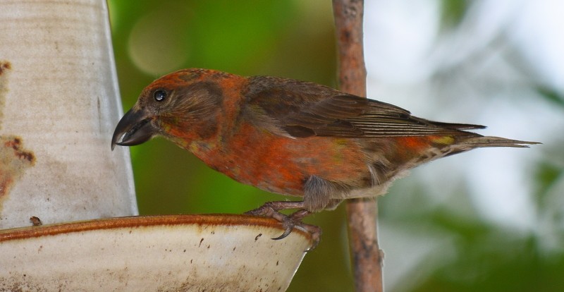 Red Crossbill - ML107226521