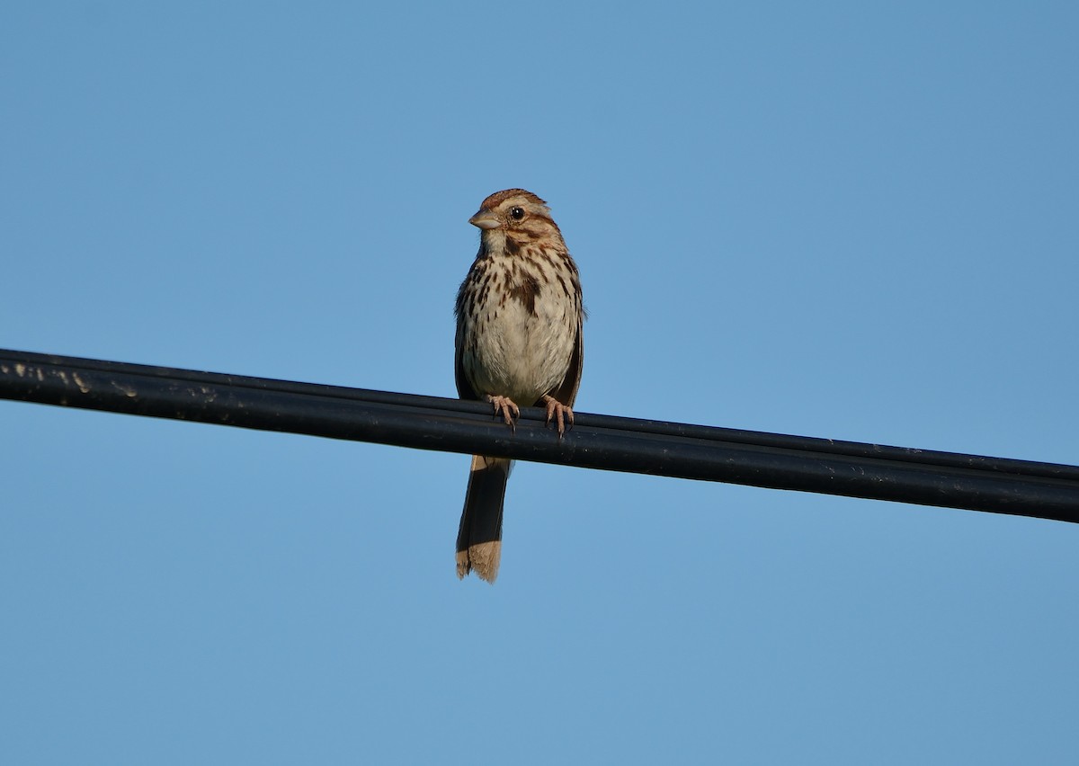 Song Sparrow - ML107226871