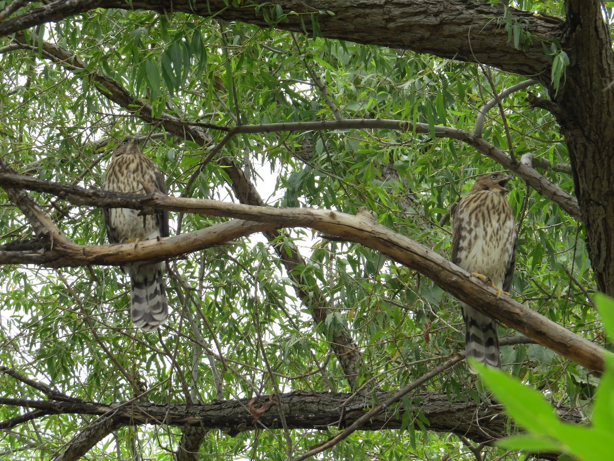 Cooper's Hawk - Andrew Melnykovych