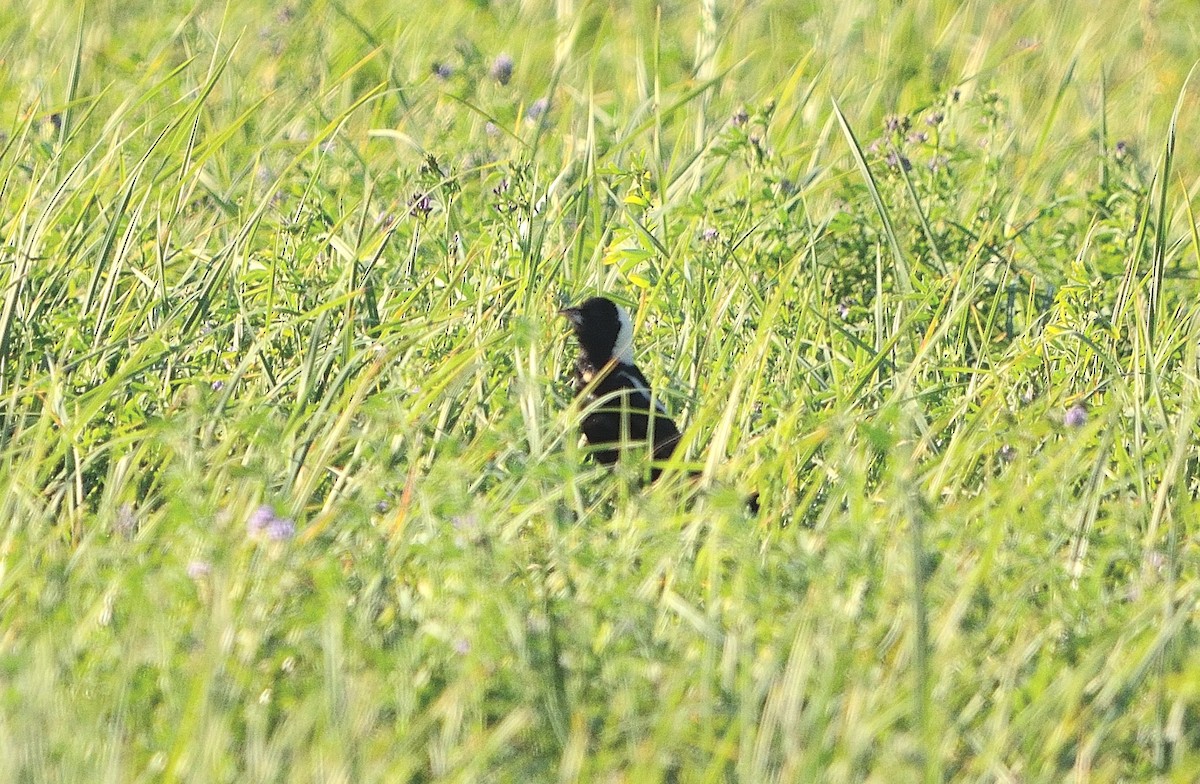 bobolink americký - ML107226971