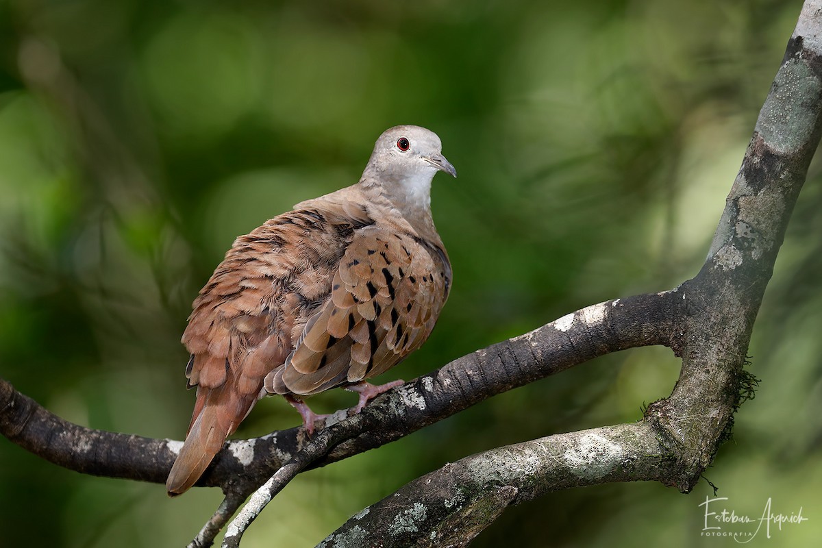 Ruddy Ground Dove - ML107227161