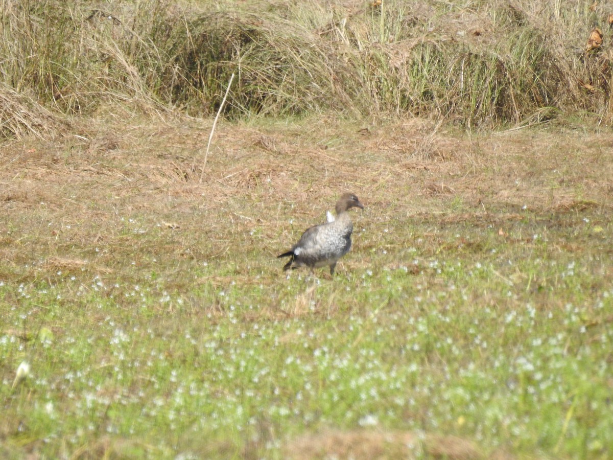 Pato de Crin - ML107231021