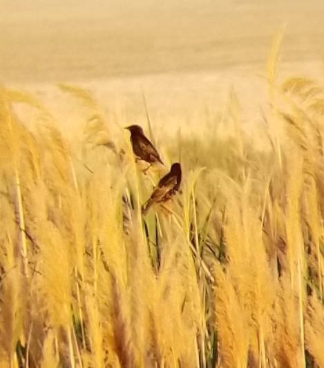 European Starling - ML107231631