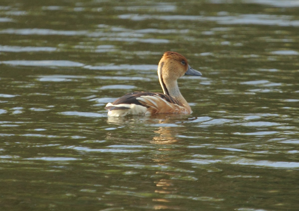 Dendrocygne fauve - ML107231761