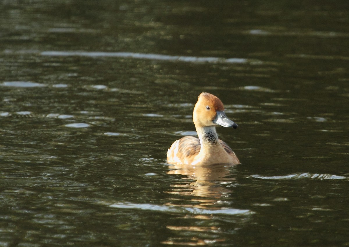 Dendrocygne fauve - ML107231801