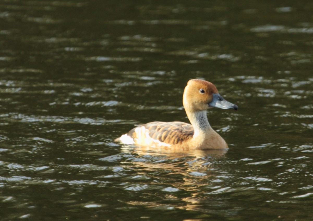 Dendrocygne fauve - ML107231821