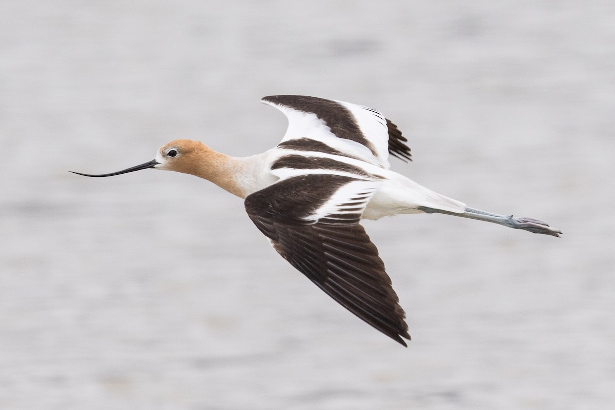 American Avocet - Eric VanderWerf