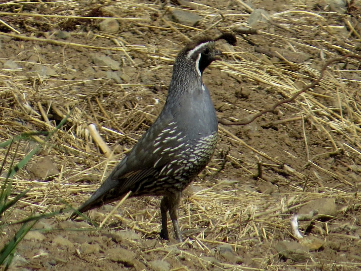 California Quail - ML107233611