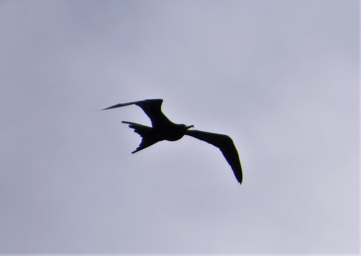 Great Frigatebird - ML107235471