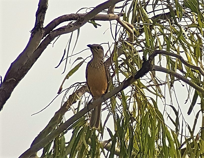 Fawn-breasted Bowerbird - Simon Starr