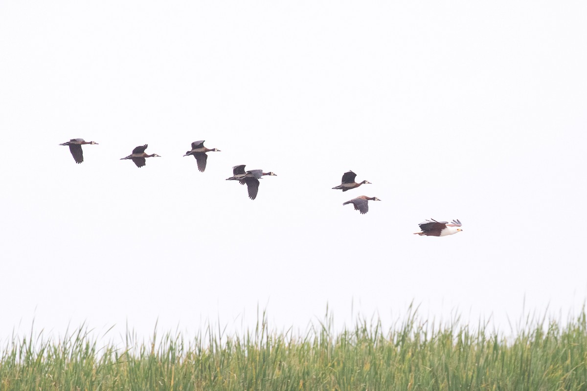 White-faced Whistling-Duck - ML107236621