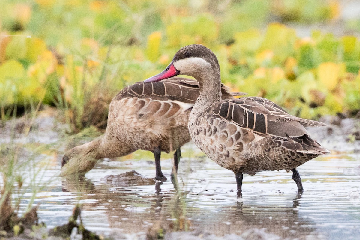 Red-billed Duck - Garrett Lau