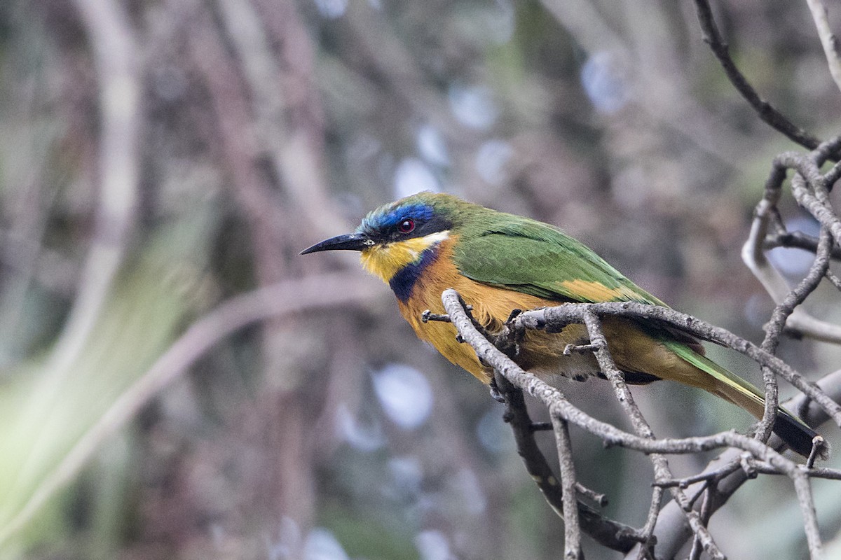 Ethiopian Bee-eater - ML107236791