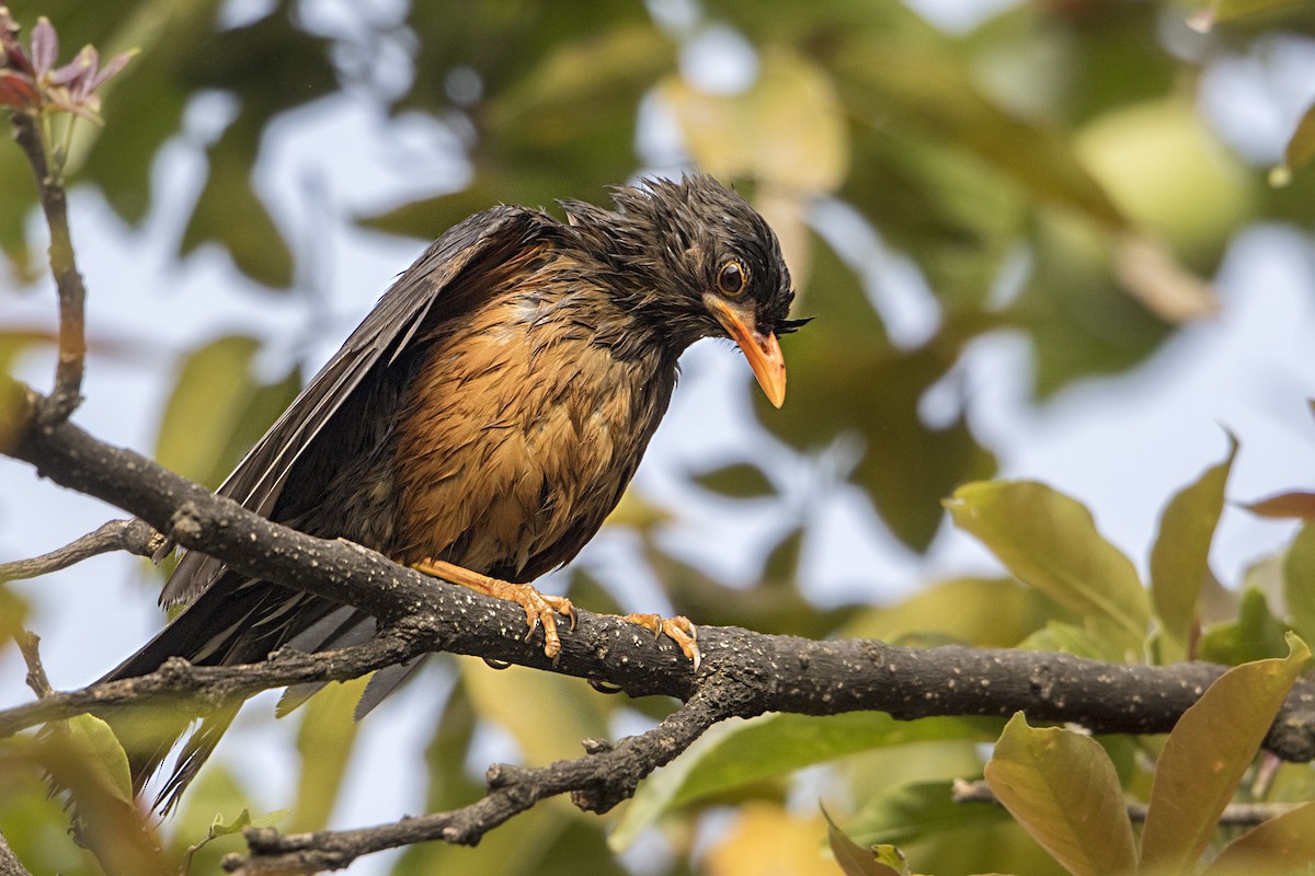 Abyssinian Thrush - ML107236821