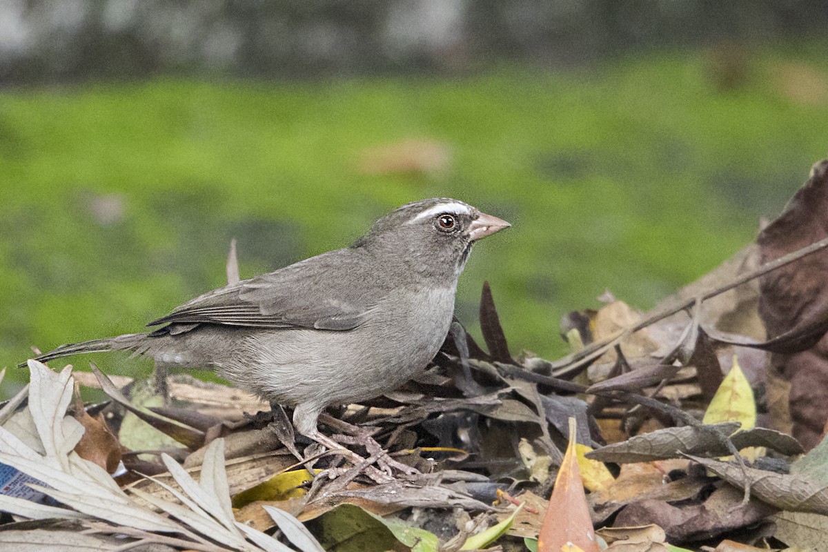 Brown-rumped Seedeater - ML107236841