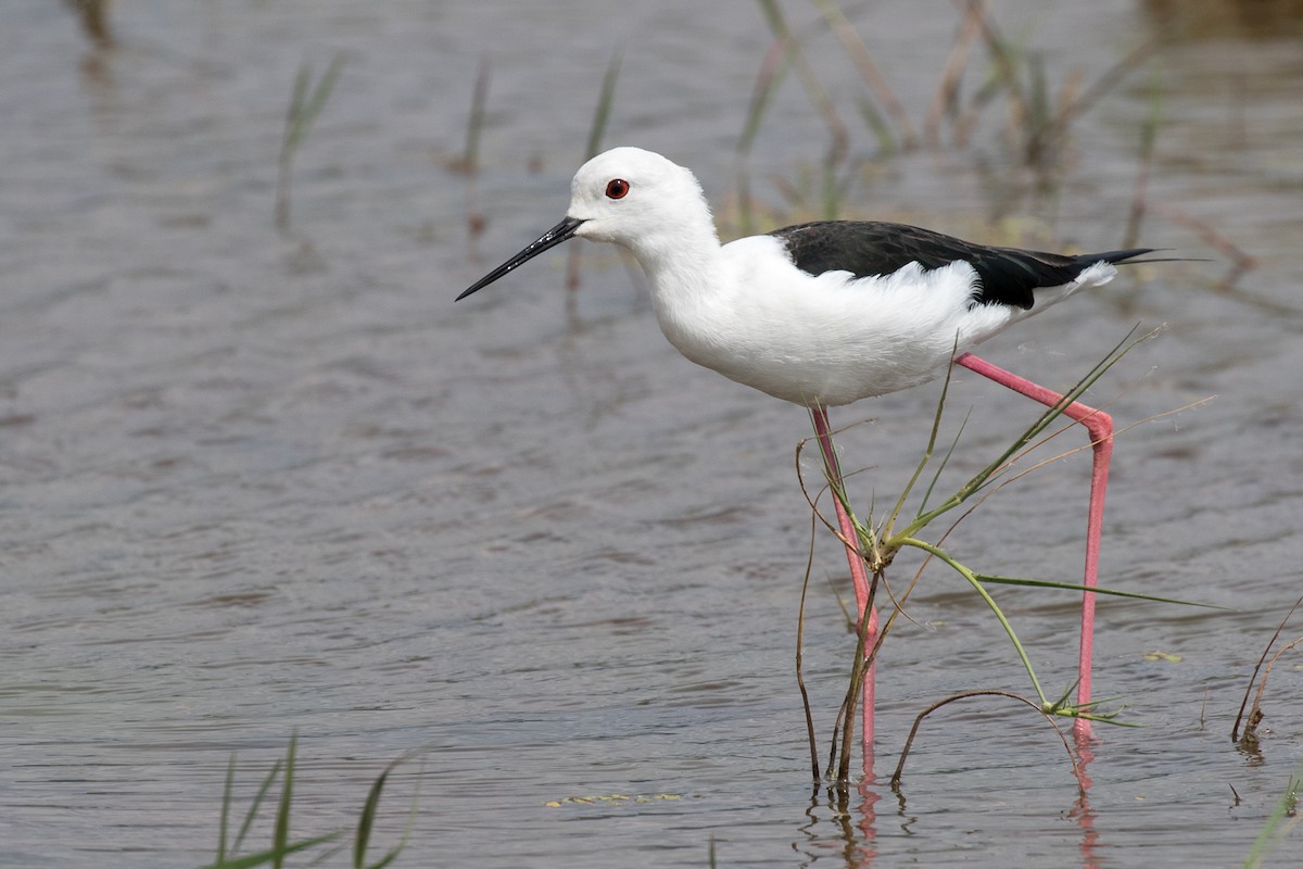 Black-winged Stilt - Garrett Lau