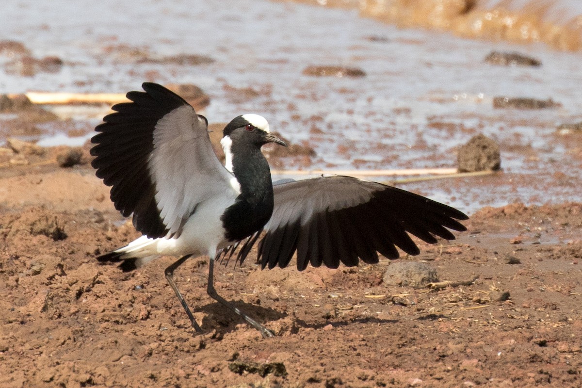 Blacksmith Lapwing - ML107236901