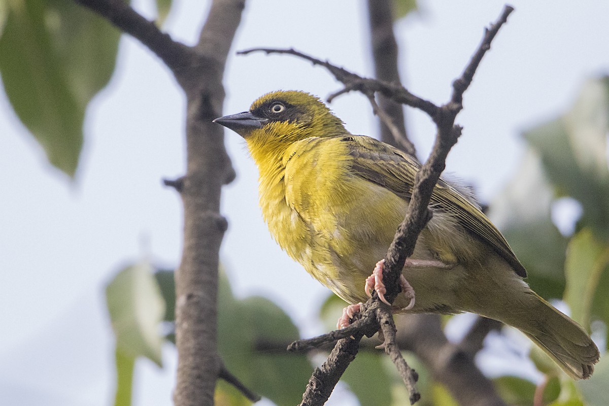 Baglafecht Weaver - ML107236941