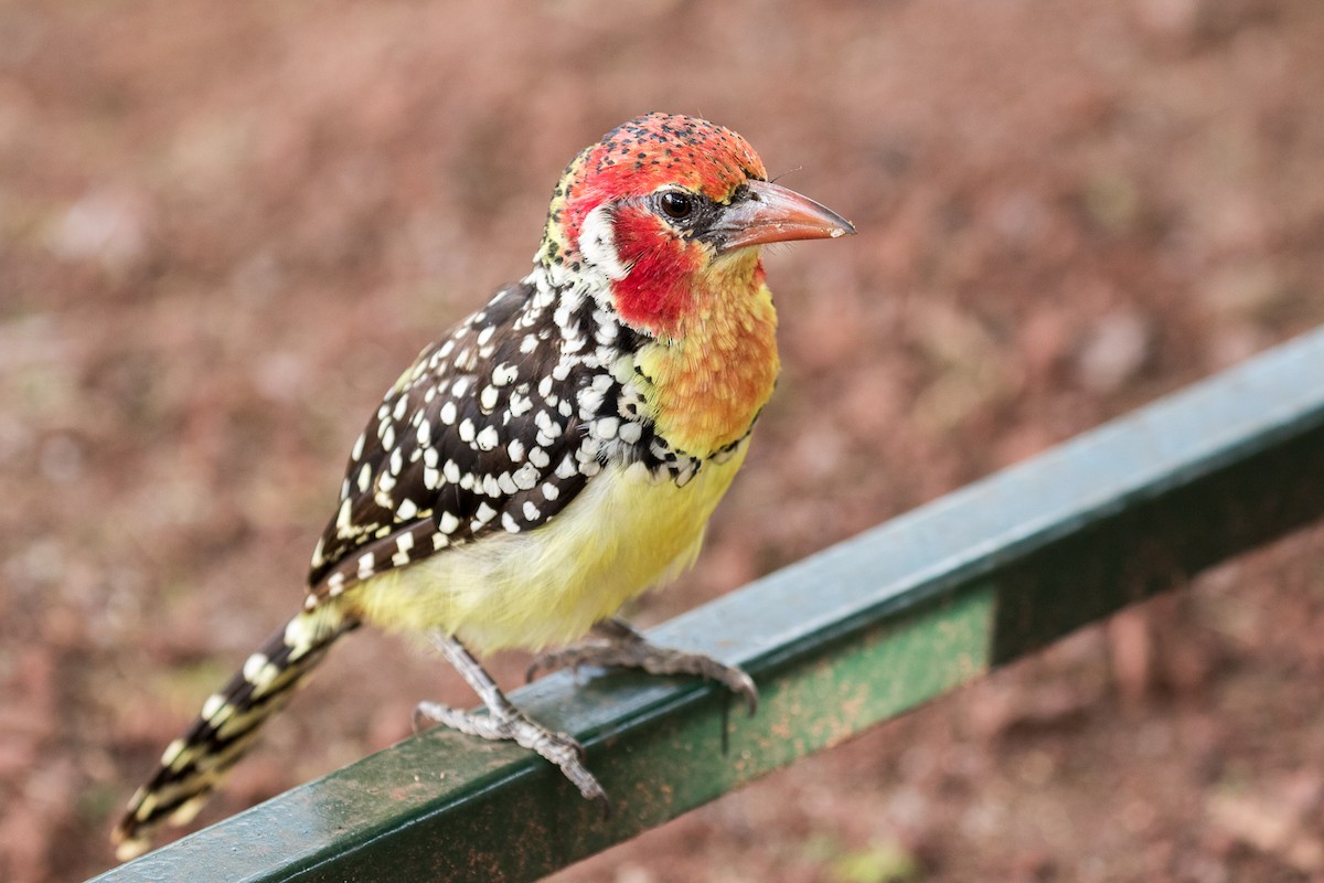 Red-and-yellow Barbet - Garrett Lau