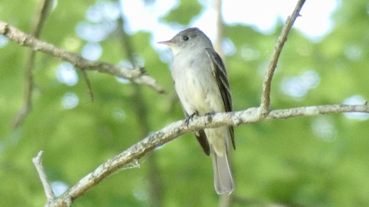 Eastern Wood-Pewee - ML107237611