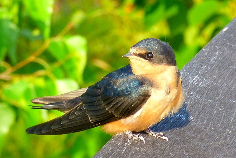 Barn Swallow - Brad Woodward