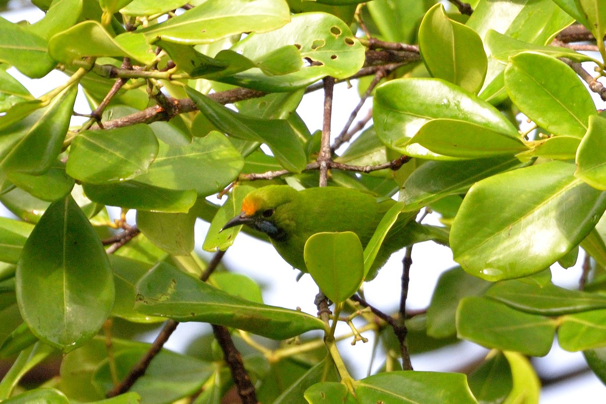 Golden-fronted Leafbird - ML107238741