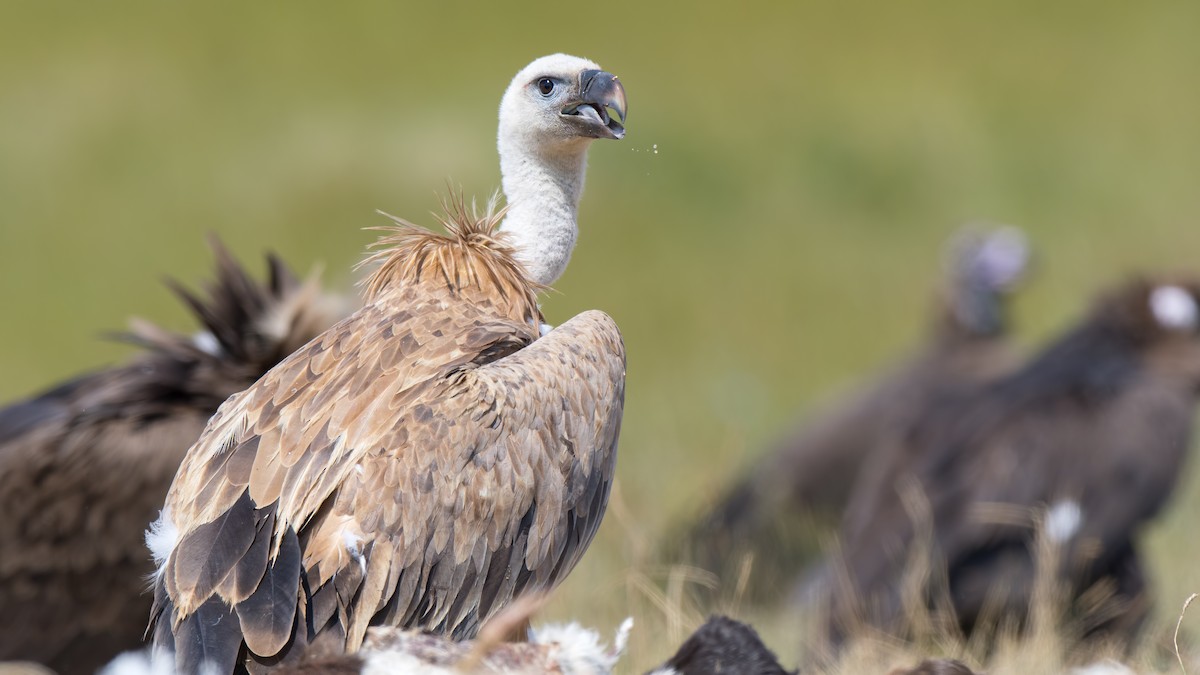 Eurasian Griffon - ML107239391