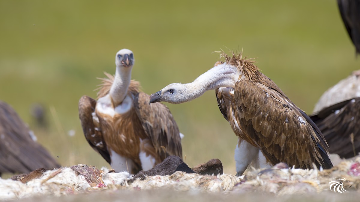 Eurasian Griffon - ML107239401