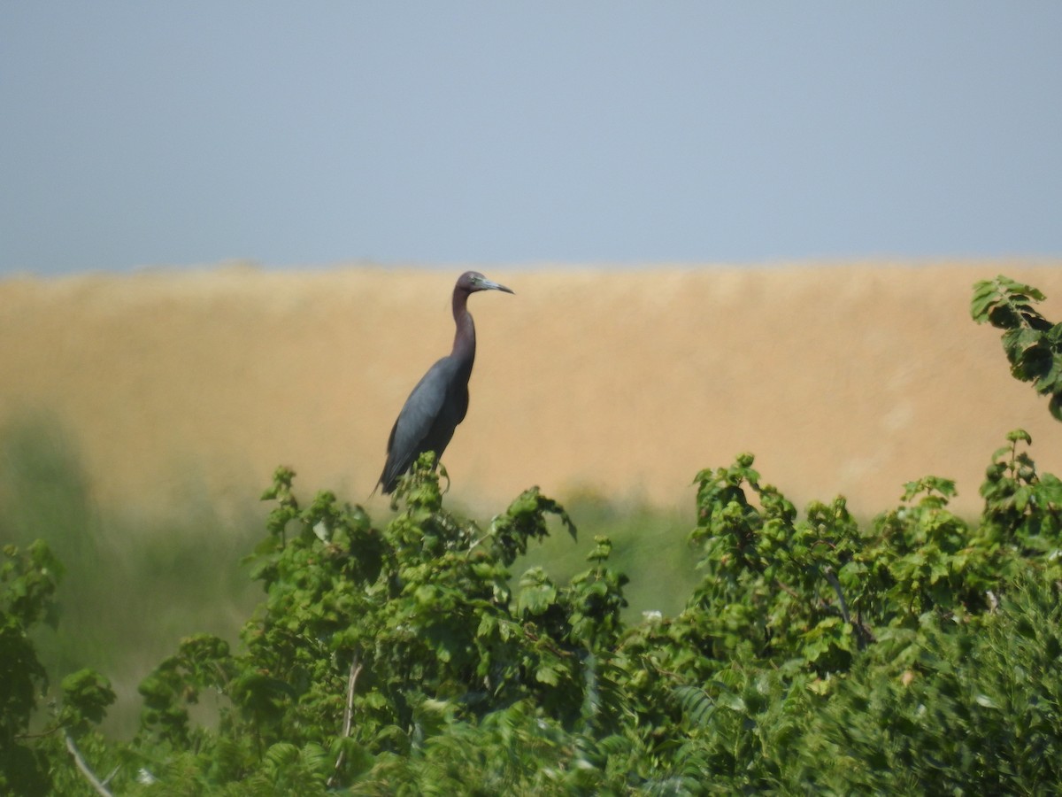 Little Blue Heron - ML107240981