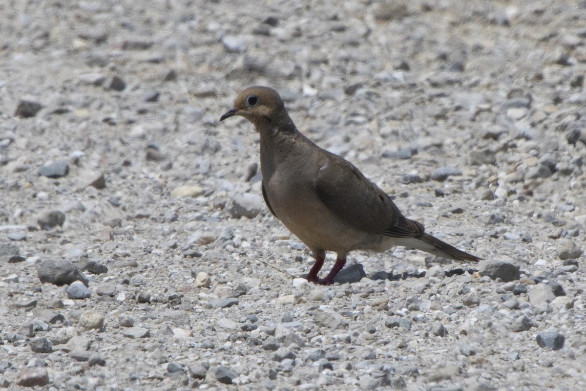 Mourning Dove - ML107241291