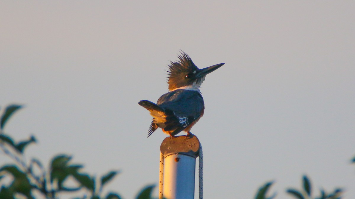 Belted Kingfisher - ML107241871