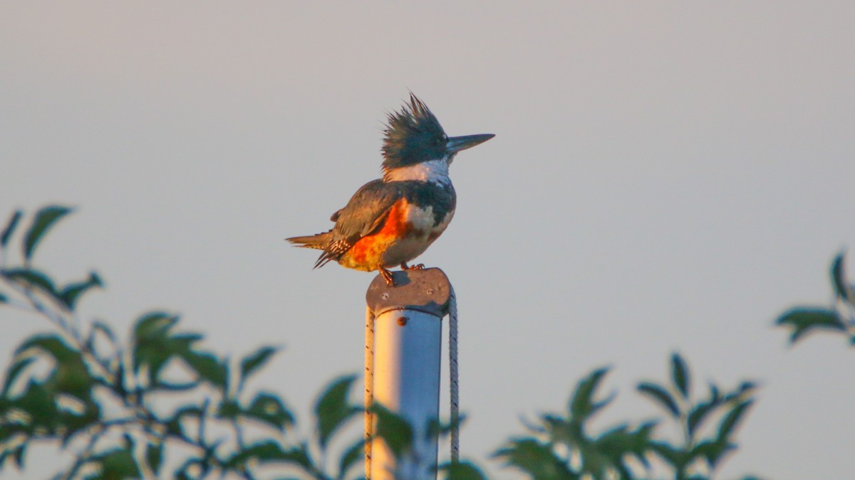Belted Kingfisher - ML107241881
