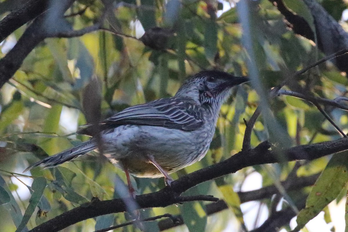 Red Wattlebird - ML107242901