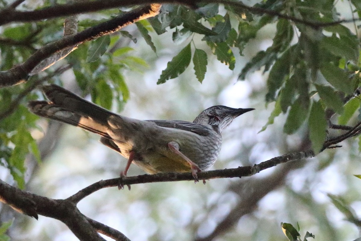 Red Wattlebird - ML107243001