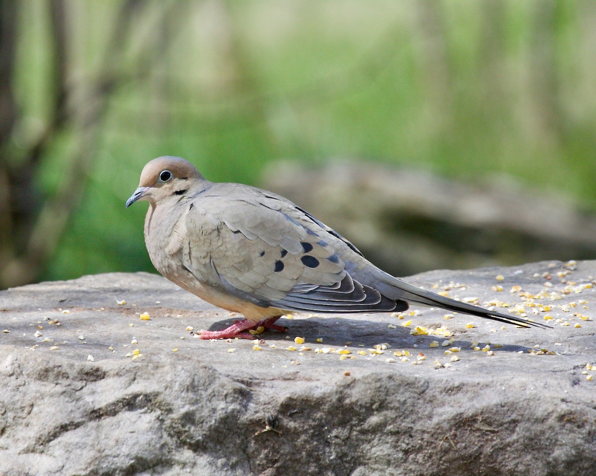 Mourning Dove - Doug Cooper