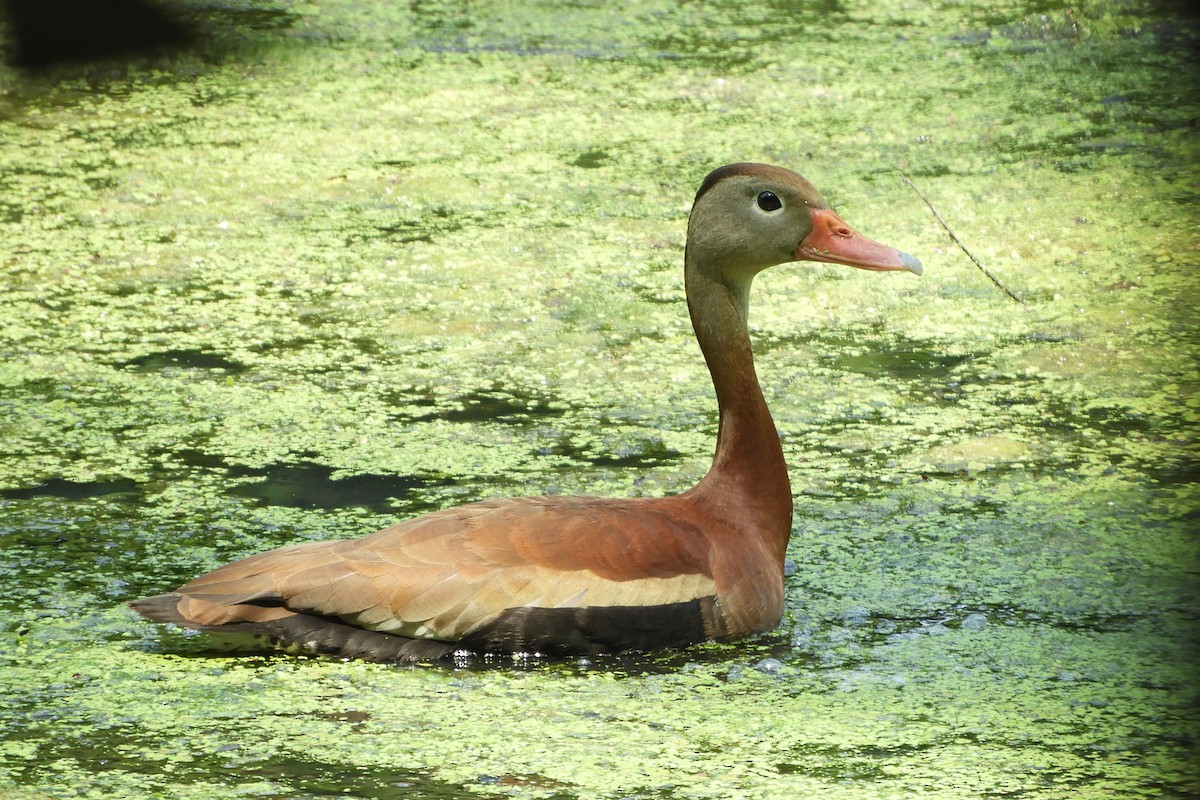 Black-bellied Whistling-Duck - Nancy Tognan