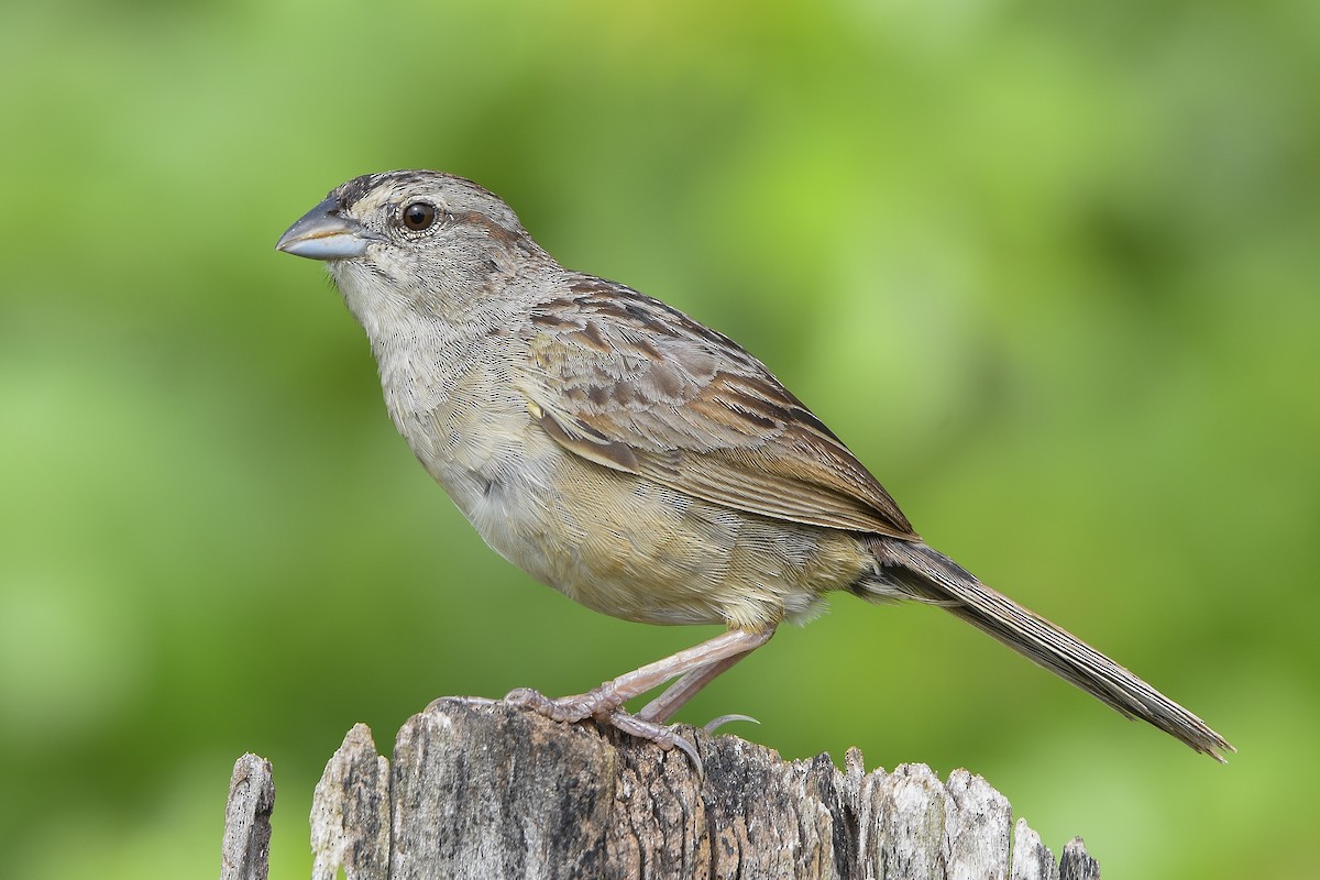 Botteri's Sparrow (Peten) - ML107246521