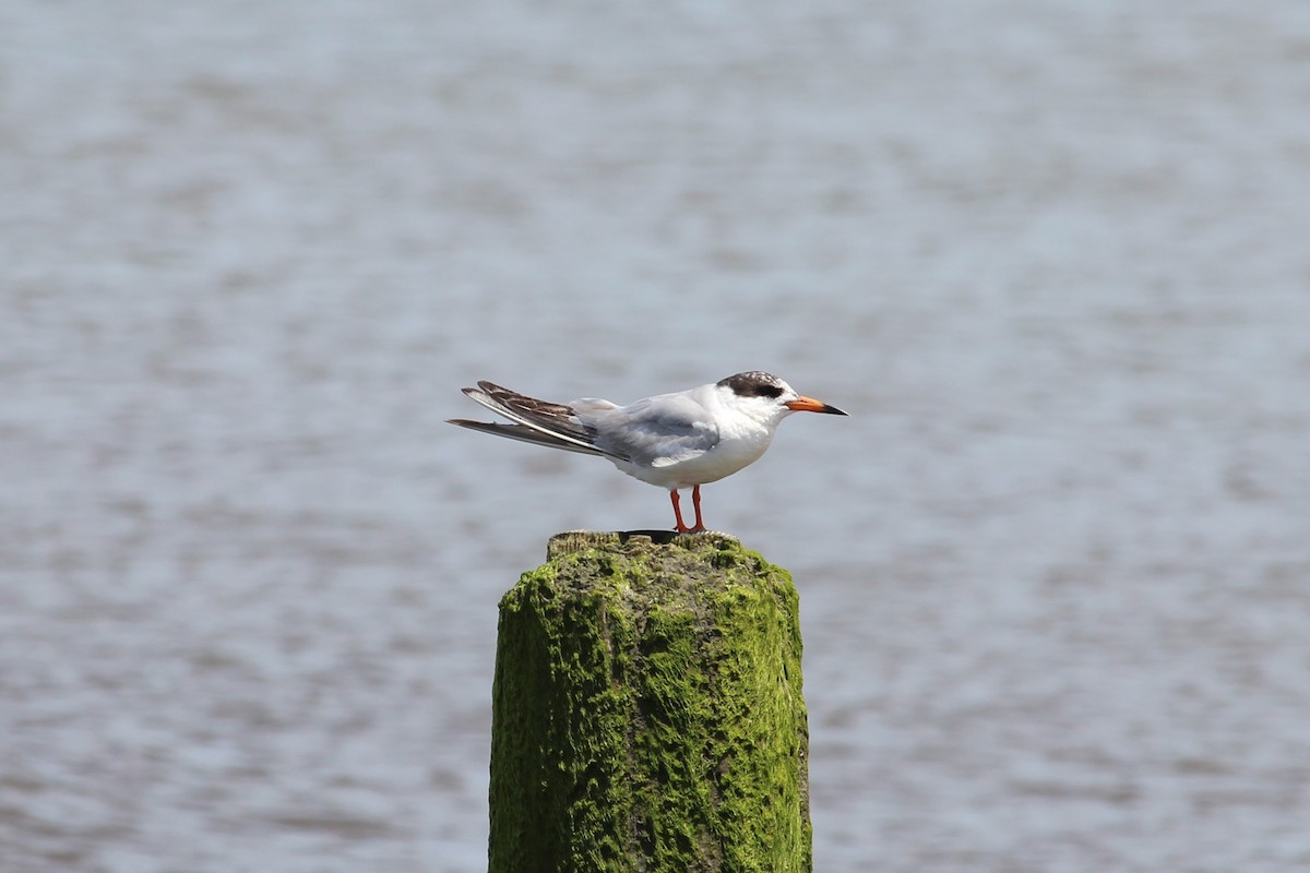 Forster's Tern - Joel DuBois