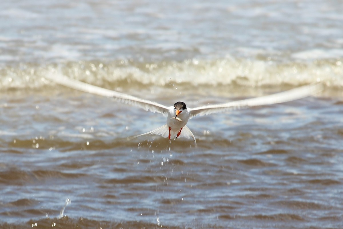 Forster's Tern - Joel DuBois