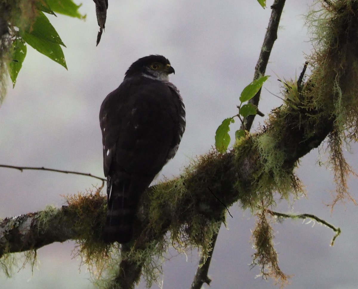 Semicollared Hawk - ML107247681