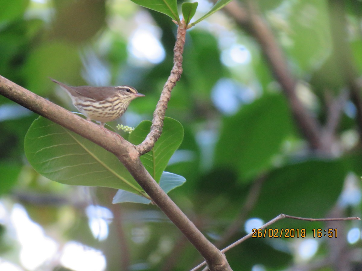 Northern Waterthrush - ML107250211