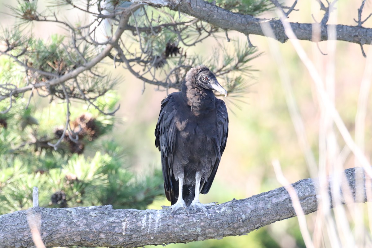 Black Vulture - Andy Sanford